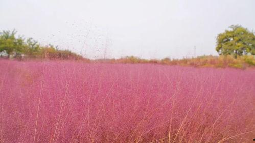粉黛花图片,梦幻般的粉色花海，浪漫春日里的璀璨明珠